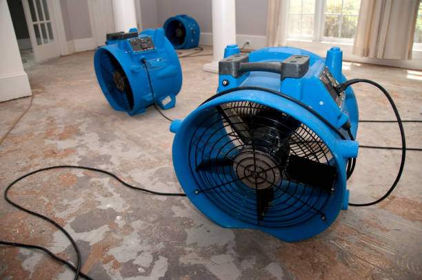 Best Mold removal after water damage  in Attica, MI
