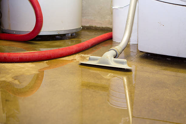 Best Mold removal after water damage  in Attica, MI